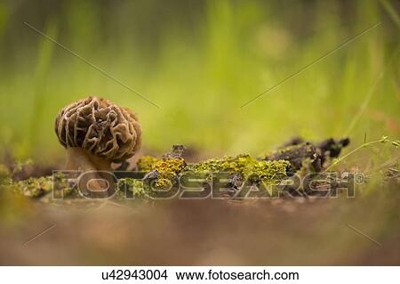 Morel mushroom (Morchella conica) growing in soil. Mushrooms are the fruiting bodies of a fungus. These mushrooms and can reach several centimetres in height. The fungus feeds on decaying vegetation. Some morels are edible while some are deadly... View Large Photo Image Picture - Morel mushroom (Morchella conica) growing in soil. Mushrooms are the fruiting bodies of a fungus. These mushrooms and can reach several centimetres in height. The fungus feeds on decaying vegetation. Some morels are edible while some are deadly.... Fotosearch