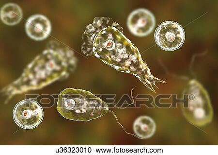 Stock Image - Naegleria brain-eating amoeba forms, illustration. Fotosearch