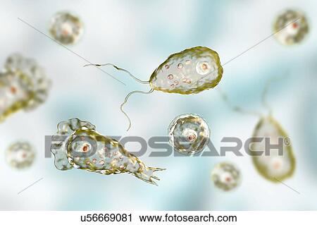 Naegleria brain-eating amoeba forms, illustration View Large Photo Image Stock Image - Naegleria brain-eating amoeba forms, illustration. Fotosearch