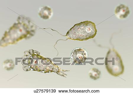 Stock Photo - Naegleria brain-eating amoeba forms, illustration. Fotosearch