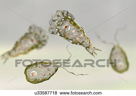 Naegleria brain-eating amoeba forms, illustration View Large Photo Image Stock Photo - Naegleria brain-eating amoeba forms, illustration. Fotosearch
