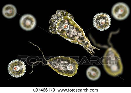 Naegleria brain-eating amoeba forms, illustration View Large Photo Image Stock Photo - Naegleria brain-eating amoeba forms, illustration. Fotosearch