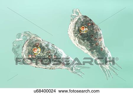 Naegleria brain-eating amoeba, illustration View Large Photo Image Picture - Naegleria brain-eating amoeba, illustration. Fotosearch