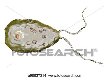 Naegleria brain-eating amoeba, illustration View Large Photo Image Picture - Naegleria brain-eating amoeba, illustration. Fotosearch