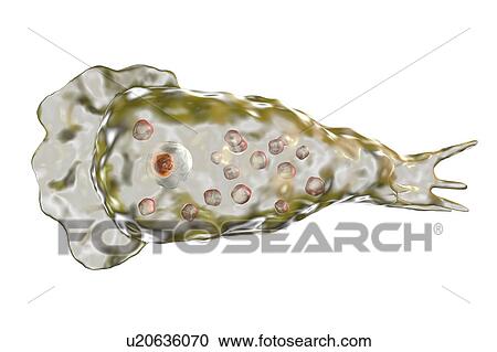Stock Image - Naegleria brain-eating amoeba, illustration. Fotosearch