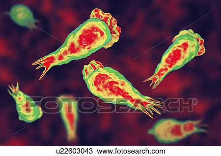 Naegleria brain-eating amoeba, illustration View Large Photo Image Stock Image - Naegleria brain-eating amoeba, illustration. Fotosearch