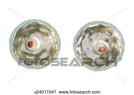 Naegleria brain-eating amoeba, illustration View Large Photo Image Stock Image - Naegleria brain-eating amoeba, illustration. Fotosearch