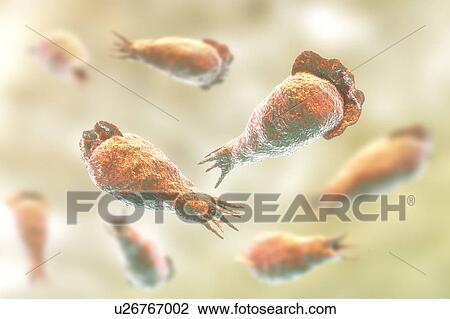 Naegleria brain-eating amoeba, illustration View Large Photo Image Stock Image - Naegleria brain-eating amoeba, illustration. Fotosearch