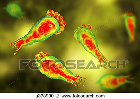 Naegleria brain-eating amoeba, illustration View Large Photo Image Stock Image - Naegleria brain-eating amoeba, illustration. Fotosearch