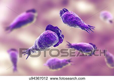 Naegleria brain-eating amoeba, illustration View Large Photo Image Stock Image - Naegleria brain-eating amoeba, illustration. Fotosearch