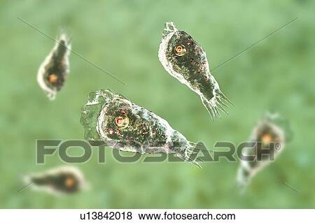 Naegleria brain-eating amoeba, illustration View Large Photo Image Stock Photo - Naegleria brain-eating amoeba, illustration. Fotosearch