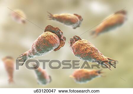 Stock Photo - Naegleria brain-eating amoeba, illustration. Fotosearch