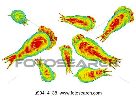 Naegleria brain-eating amoeba, illustration View Large Photo Image Stock Photo - Naegleria brain-eating amoeba, illustration. Fotosearch