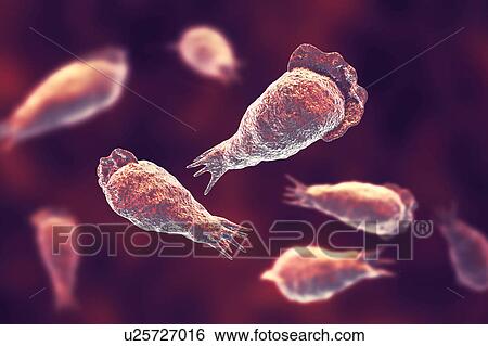 Naegleria brain-eating amoeba, illustration View Large Photo Image Stock Photograph - Naegleria brain-eating amoeba, illustration. Fotosearch