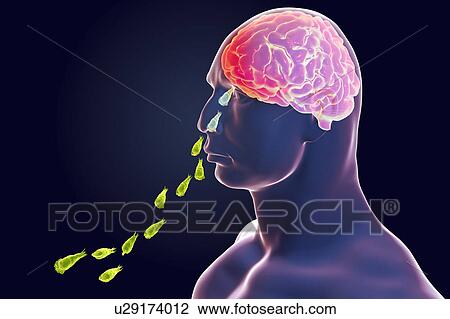 Stock Image - Naegleria parasites infecting brain, illustration. Fotosearch