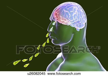 Stock Photography - Naegleria parasites infecting brain, illustration. Fotosearch
