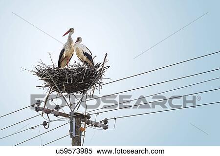 Pair of white storks on nest View Large Photo Image Stock Photography - Pair of white storks on nest. Fotosearch