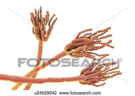 Penicillium fungus. Computer illustration of a Penicillium sp. fungus. Specialised threads, called conidiophores, are seen. Bunches of spores, called conidia, are the fungal reproductive units. The antibiotic penicillin is obtained from certain types... View Large Photo Image Stock Image - Penicillium fungus. Computer illustration of a Penicillium sp. fungus. Specialised threads, called conidiophores, are seen. Bunches of spores, called conidia, are the fungal reproductive units. The antibiotic penicillin is obtained from certain types.... Fotosearch