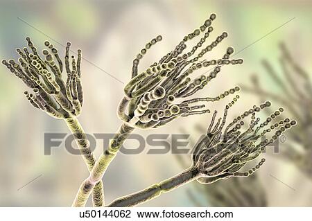 Stock Image - Penicillium fungus. Computer illustration of a Penicillium sp. fungus. Specialised threads, called conidiophores, are seen. Bunches of spores, called conidia, are the fungal reproductive units. The antibiotic penicillin is obtained from certain types.... Fotosearch