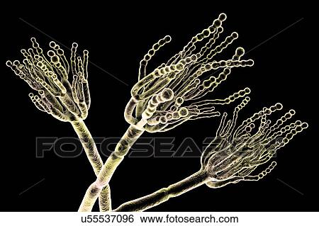 Stock Photograph - Penicillium fungus. Computer illustration of a Penicillium sp. fungus. Specialised threads, called conidiophores, are seen. Bunches of spores, called conidia, are the fungal reproductive units. The antibiotic penicillin is obtained from certain types.... Fotosearch