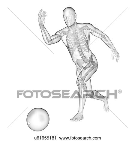 Person bowling showing skeletal structure, illustration. View Large Photo Image Stock Image - Person bowling showing skeletal structure, illustration.. Fotosearch