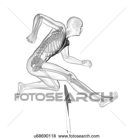 Stock Photo - Person hurdling showing skeletal system, illustration.. Fotosearch