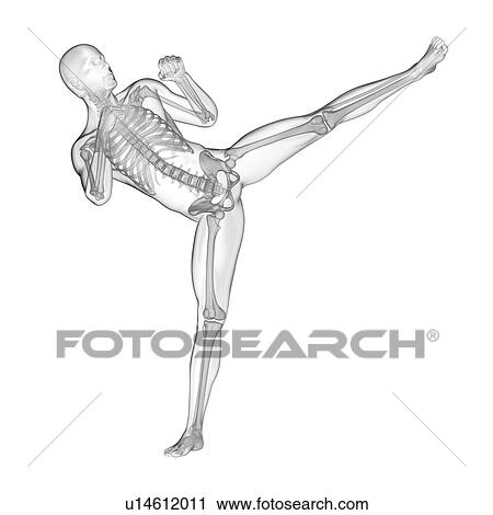 Stock Image - Person kick boxing showing skeletal system, illustration.. Fotosearch