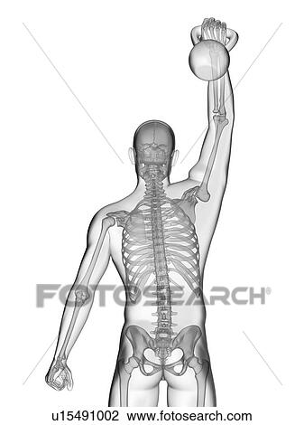 Stock Image - Person lifting kettle bell showing skeletal system, illustration.. Fotosearch