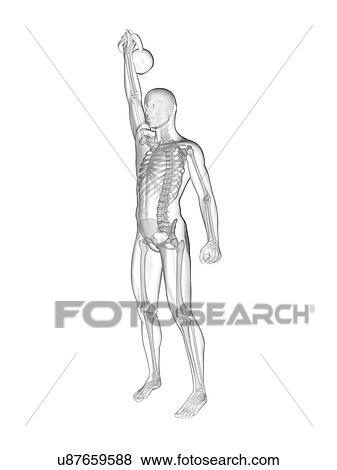Person lifting kettle bell showing skeletal system, illustration. View Large Photo Image Stock Photo - Person lifting kettle bell showing skeletal system, illustration.. Fotosearch