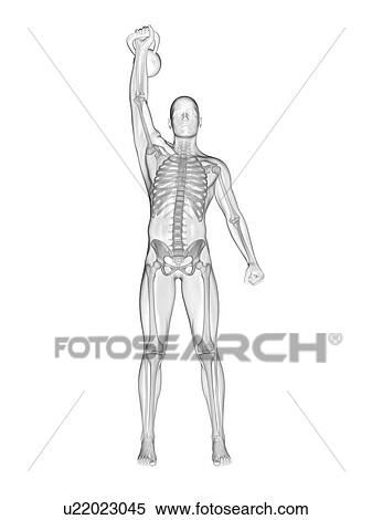 Stock Photography - Person lifting kettle bell showing skeletal system, illustration.. Fotosearch