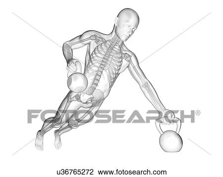 Person lifting kettle bells showing skeletal system, illustration. View Large Photo Image Stock Image - Person lifting kettle bells showing skeletal system, illustration.. Fotosearch