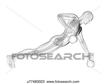 Person lifting kettle bells showing skeletal system, illustration. View Large Photo Image Stock Image - Person lifting kettle bells showing skeletal system, illustration.. Fotosearch