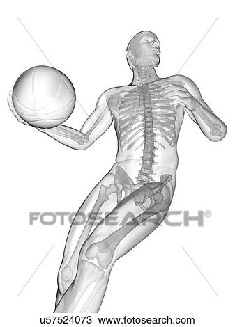 Stock Image - Person playing basketball showing skeletal structure, illustration.. Fotosearch