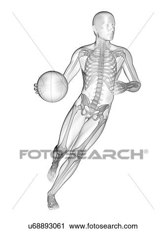 Stock Image - Person playing basketball showing skeletal structure, illustration.. Fotosearch