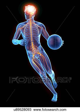 Stock Image - Person playing basketball showing nervous system, illustration.. Fotosearch
