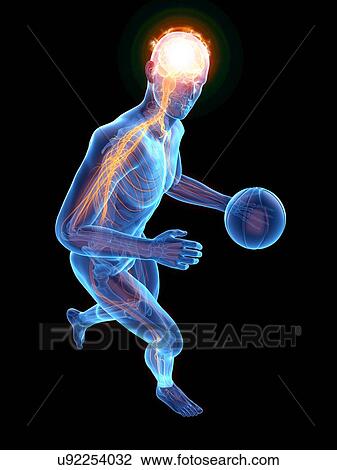 Stock Image - Person playing basketball showing nervous system, illustration.. Fotosearch