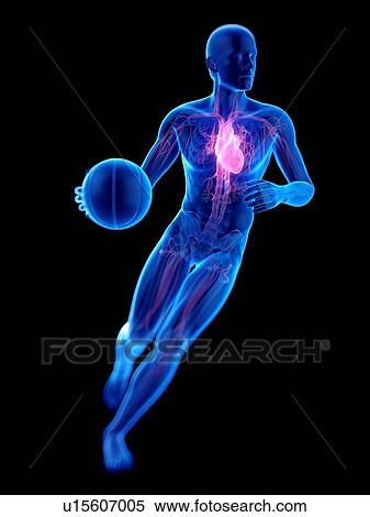 Stock Photography - Person playing basketball showing heart, illustration.. Fotosearch