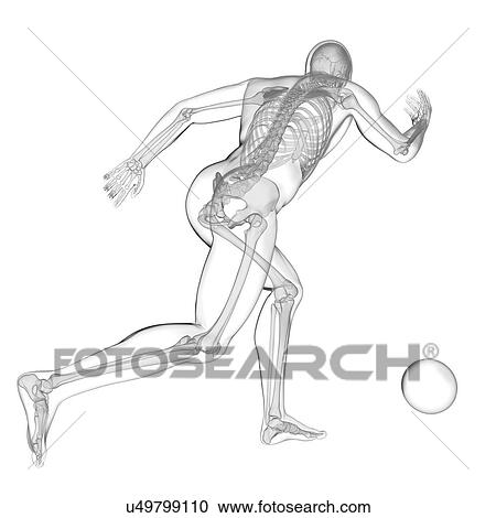 Stock Image - Person playing football showing skeletal structure, illustration.. Fotosearch