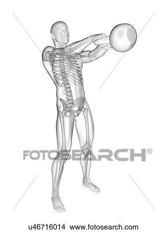 Picture - Person swinging kettle bell showing skeletal system, illustration.. Fotosearch