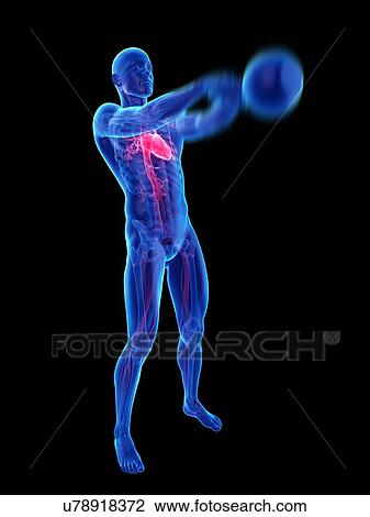 Stock Image - Person swinging kettle bell showing heart, illustration.. Fotosearch