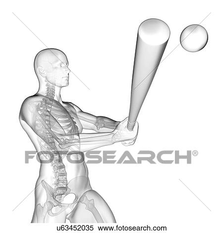 Stock Photography - Person using baseball bat showing skeletal structure, illustration.. Fotosearch