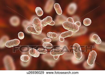 Stock Photo - Porphyromonas gingivalis oral bacterium, computer illustration. P. gingivalis (formerly known as Bacteroides gingivalis) is part of the normal flora of the mouth, intestine and urogenital tract. It is a rod shaped, Gram-negative, anaerobe found in.... Fotosearch