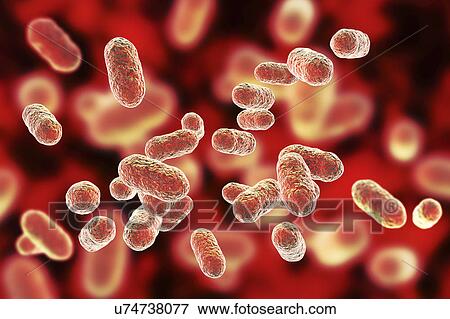 Stock Photo - Porphyromonas gingivalis oral bacterium, computer illustration. P. gingivalis (formerly known as Bacteroides gingivalis) is part of the normal flora of the mouth, intestine and urogenital tract. It is a rod shaped, Gram-negative, anaerobe found in.... Fotosearch