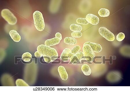 Stock Photograph - Porphyromonas gingivalis oral bacterium, computer illustration. P. gingivalis (formerly known as Bacteroides gingivalis) is part of the normal flora of the mouth, intestine and urogenital tract. It is a rod shaped, Gram-negative, anaerobe found in.... Fotosearch