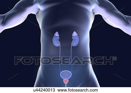 Stock Image - Prostate gland and urinary system, illustration. Fotosearch