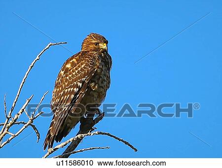 Red Shouldered Hawk View Large Photo Image Stock Image - Red Shouldered Hawk. Fotosearch