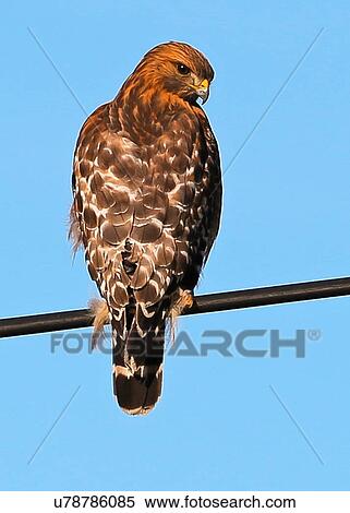 Red Shouldered Hawk View Large Photo Image Stock Photography - Red Shouldered Hawk. Fotosearch