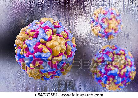 Rhinoviruses, conceptual illustration. Rhinoviruses belong to common cold viruses, together with other enteroviruses, coronaviruses, influenza and parainfluenza viruses, and adenoviruses. Most common cold viruses are seasonal. View Large Photo Image Stock Image - Rhinoviruses, conceptual illustration. Rhinoviruses belong to common cold viruses, together with other enteroviruses, coronaviruses, influenza and parainfluenza viruses, and adenoviruses. Most common cold viruses are seasonal.. Fotosearch