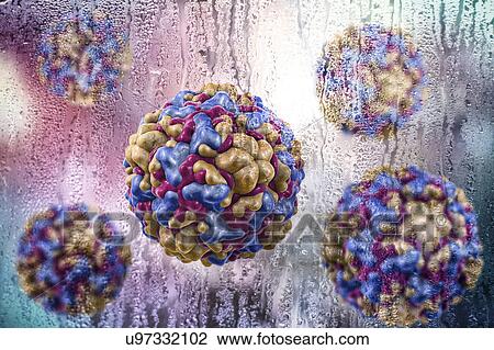 Stock Image - Rhinoviruses, conceptual illustration. Rhinoviruses belong to common cold viruses, together with other enteroviruses, coronaviruses, influenza and parainfluenza viruses, and adenoviruses. Most common cold viruses are seasonal.. Fotosearch