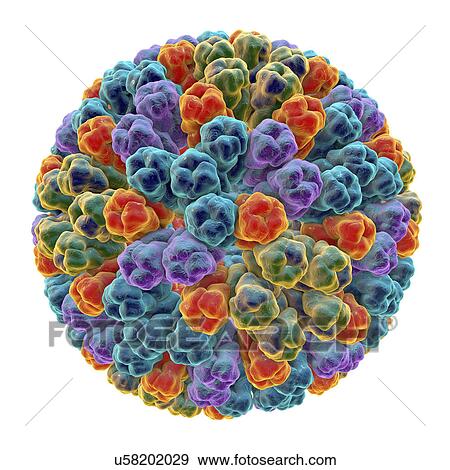 Rotavirus particle, illustration View Large Photo Image Stock Photo - Rotavirus particle, illustration. Fotosearch